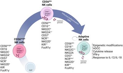Natural killer cells- from innate cells to the discovery of adaptability